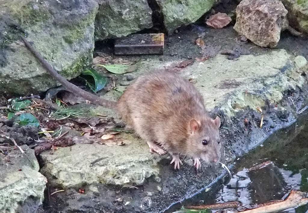Eliminación de ratas en Barcelona