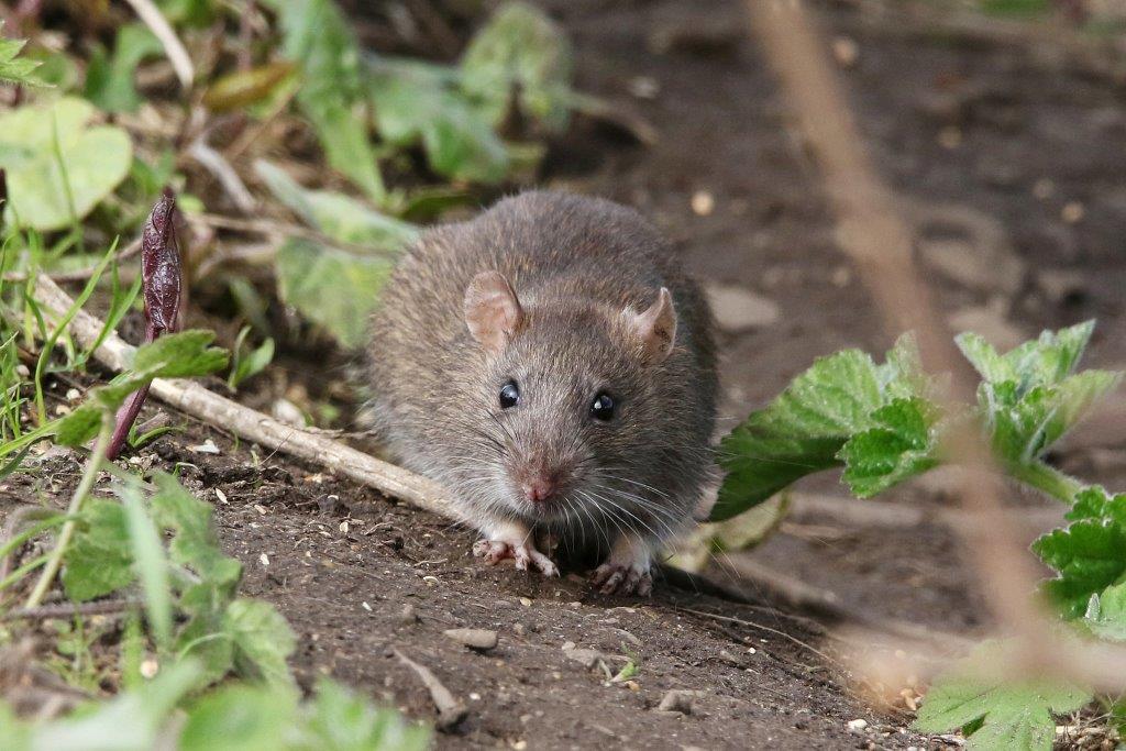 eliminar plagas de ratas y ratones
