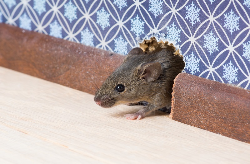empresa de control de plagas de ratas y ratones