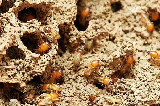 plagas de la madera - termitas