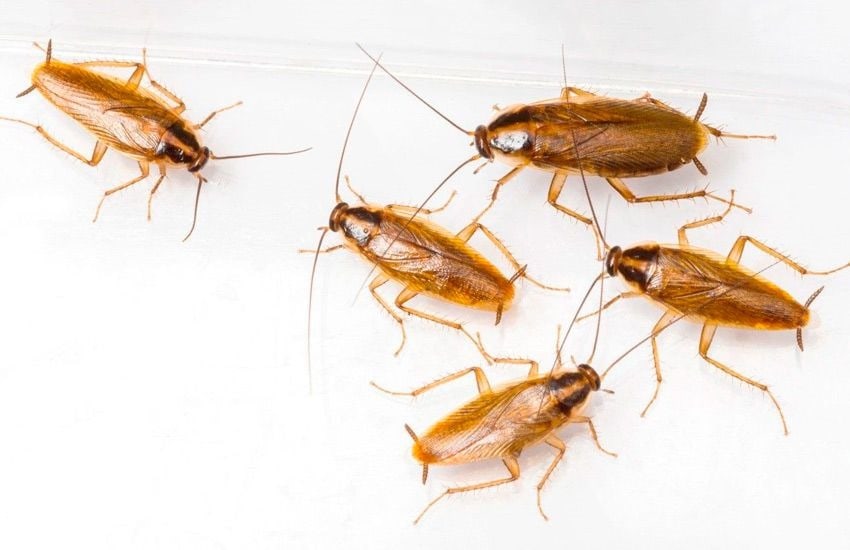 eliminar-plaga-de-cucarachas-cucaracha-alemana