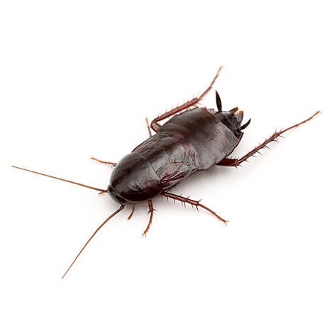 eliminar-plaga-de-cucarachas-cucaracha-oriental