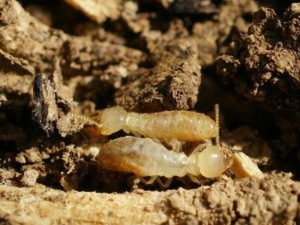 Control-de-plagas-Barcelona-termitas-subterranea (1)