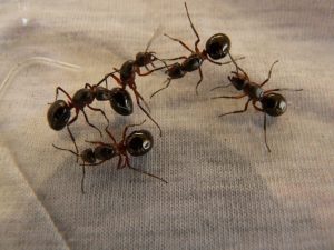 Control-de-plagas-Barcelona-plaga-de-hormigas