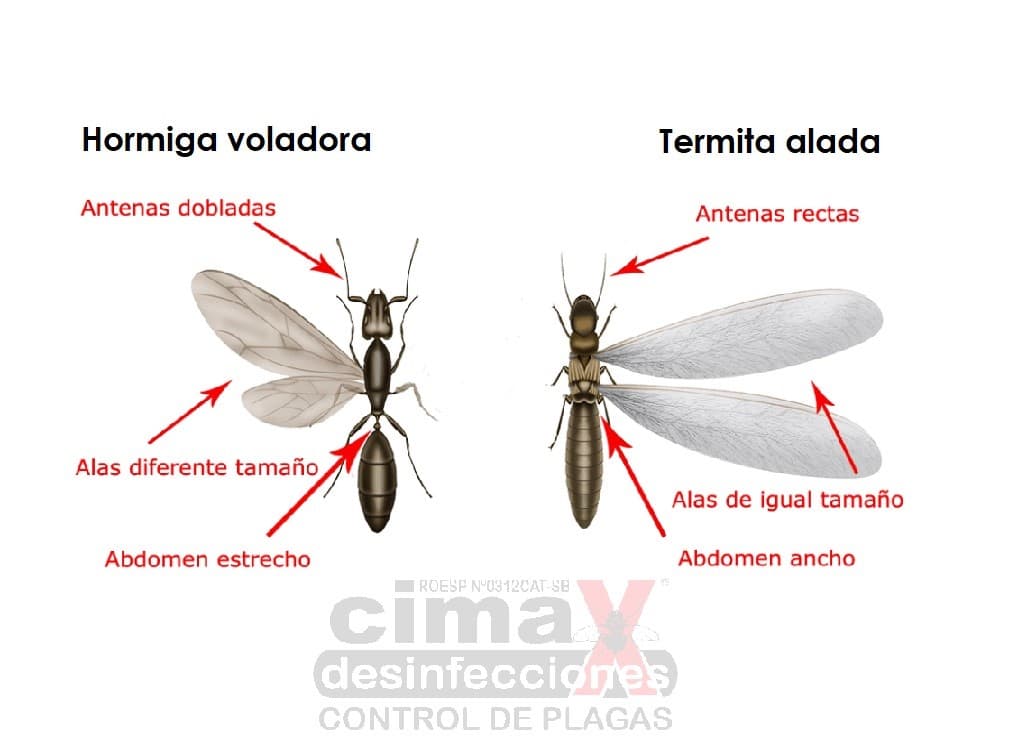 Identificaci n De Las Termitas Aladas Identificaci n Y Control De Identificaci n De Las Termitas Aladas Identificaci n Y Control De