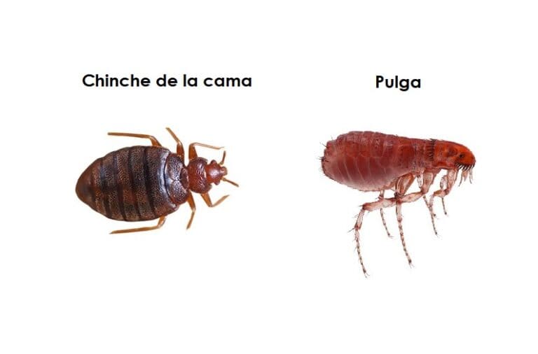 Diferencias entre chinches y pulgas - Cómo identificarlas