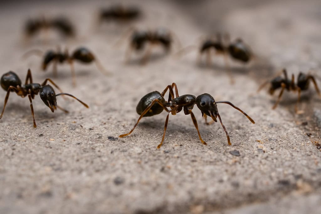 Control de plagas Mataró: Cómo proteger tu hogar o negocio 4 control-de-plagas-mataro-hormigas