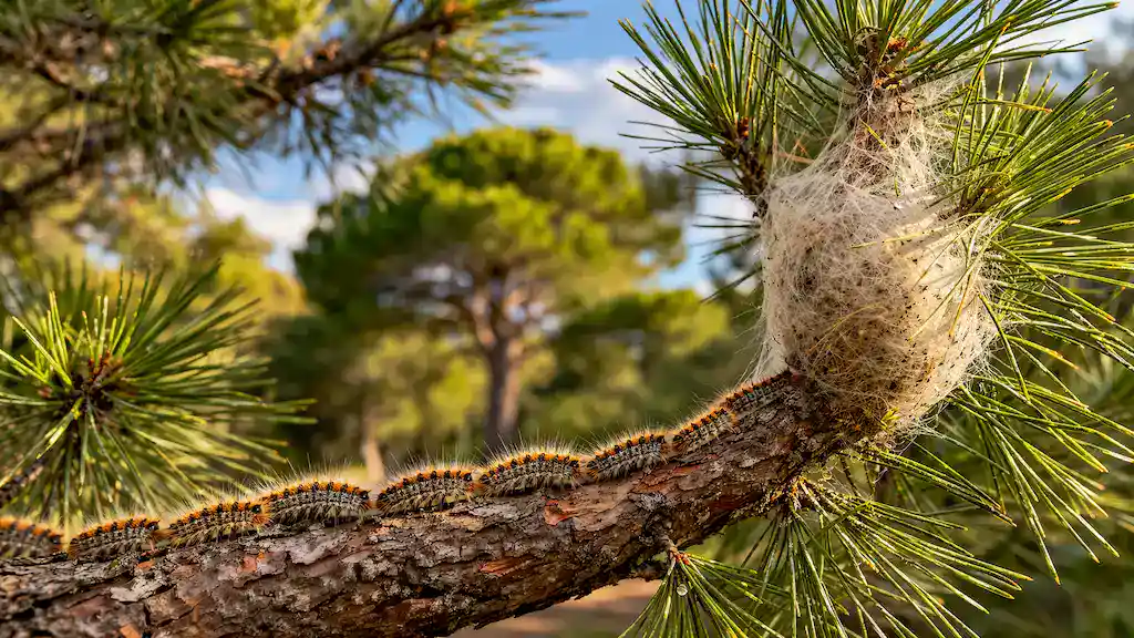 Inicio 21 eliminar-oruga-procesionaria-barcelona-nido-orugas
